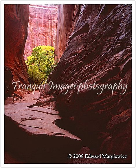 450581   Looking out of Red Canyon